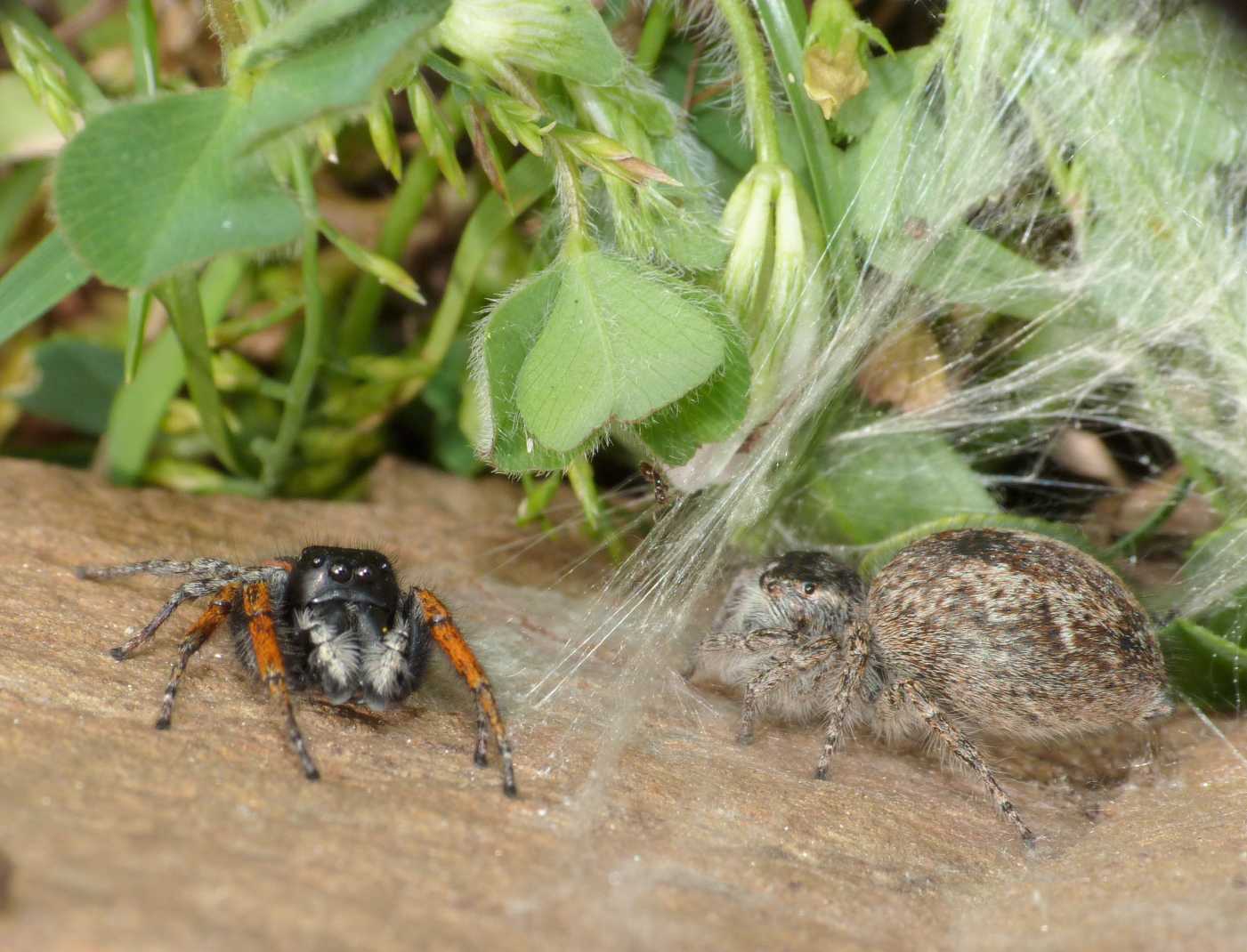 Philaeus chrysops: coppia preoccupata